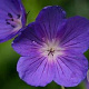 Geranium 'Orion' GM P9 BIO