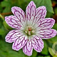 Geranium versicolor GM P9 BIO
