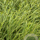 Hakonechloa macra 'Albostriata' GM P9