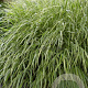 Hakonechloa macra 'Albostriata' GM P9