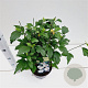 Hibiscus syr. 'Speciosus' 40-50 cm 3,0L