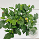 Hibiscus syr. 'Speciosus' 40-50 cm 3,0L