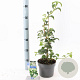 Hydrangea anomala petiolaris 40 cm 2,0L met stok