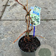 Hydrangea anomala petiolaris 40 cm 2,0L met stok