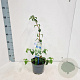 Hydrangea anomala petiolaris 40 cm 2,0L met stok