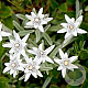 Leontopodium alpinum GM P9 BIO