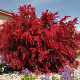 Leptospermum scop. 'Ruby Glow' 30-40 cm 3,0L