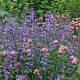 Nepeta 'Kit Cat' GM P9 BIO