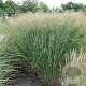 Panicum virgatum 'Cloud Nine' GM P9 BIO