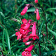Penstemon 'Andenken an F. Hahn' GM P9 BIO
