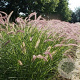 Pennisetum 'Karley Rose' GM P9 BIO