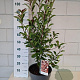 Photinia fraseri 'Red Robin' 60-70 cm 10L