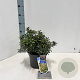 Pieris jap. 'Little Heath' 25-30 cm 3,0L