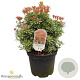 Pieris jap. 'Little Heath' 40-50 cm 10L