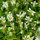 Prunella grand. 'Alba' GM P9 BIO