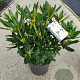 Rhododendron 'Cunningham's White' 35 cm 7,5L bol