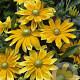 Rudbeckia hirta 'Prairie Sun' GM P9 BIO