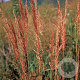Sorghastrum n. 'Indian Steel' GM P9 BIO