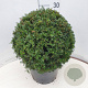 Taxus baccata 40 cm 12L bol