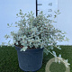 Teucrium fruticans 30-40 cm 3,0L