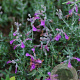 Teucrium subspinosum 30-40 cm 3,0L