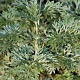 Artemisia 'Powis Castle' GM P9
