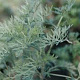 Artemisia 'Powis Castle' GM P9