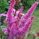 Astilbe c. 'Purpurlanze' GM P9