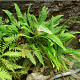 Blechnum spicant GM P9