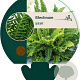 Blechnum spicant GM P9