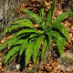 Blechnum spicant GM P9