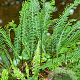 Blechnum spicant GM P9