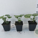 Brunnera macr. 'Jack Frost' GM P9
