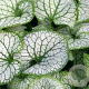 Brunnera macr. 'Jack Frost' GM P9