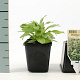 Centranthus ruber 'Albus' GM P9