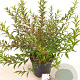 Delphinium 'Turkish Delight' 40-50 cm 7,5L