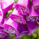 Digitalis purpurea GM P9
