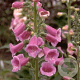 Digitalis purpurea GM P9