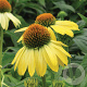 Echinacea 'Sunrise' GM P9