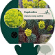 Euphorbia characias wulfenii GM P9