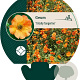 Geum 'Totally Tangerine' GM P9