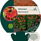 Helenium 'Moerheim Beauty' GM P9