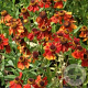 Helenium 'Moerheim Beauty' GM P9
