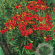 Helenium 'Moerheim Beauty' GM P9