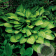Hosta 'Gold Standard' GM P9