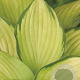 Hosta 'Gold Standard' GM P9