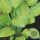 Hosta 'Gold Standard' GM P9