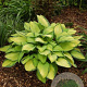Hosta 'Gold Standard' GM P9