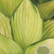 Hosta 'Gold Standard' GM P9