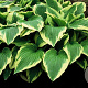 Hosta 'Moerheim' GM P9